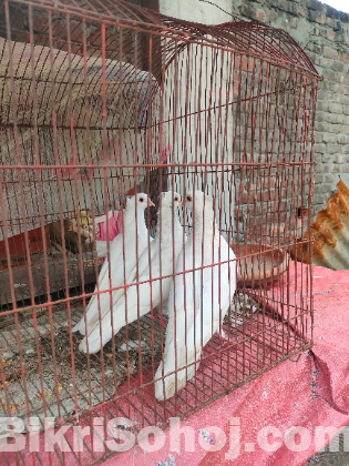 বাচ্চা সহ ১জোড়া রানিং কবুতর